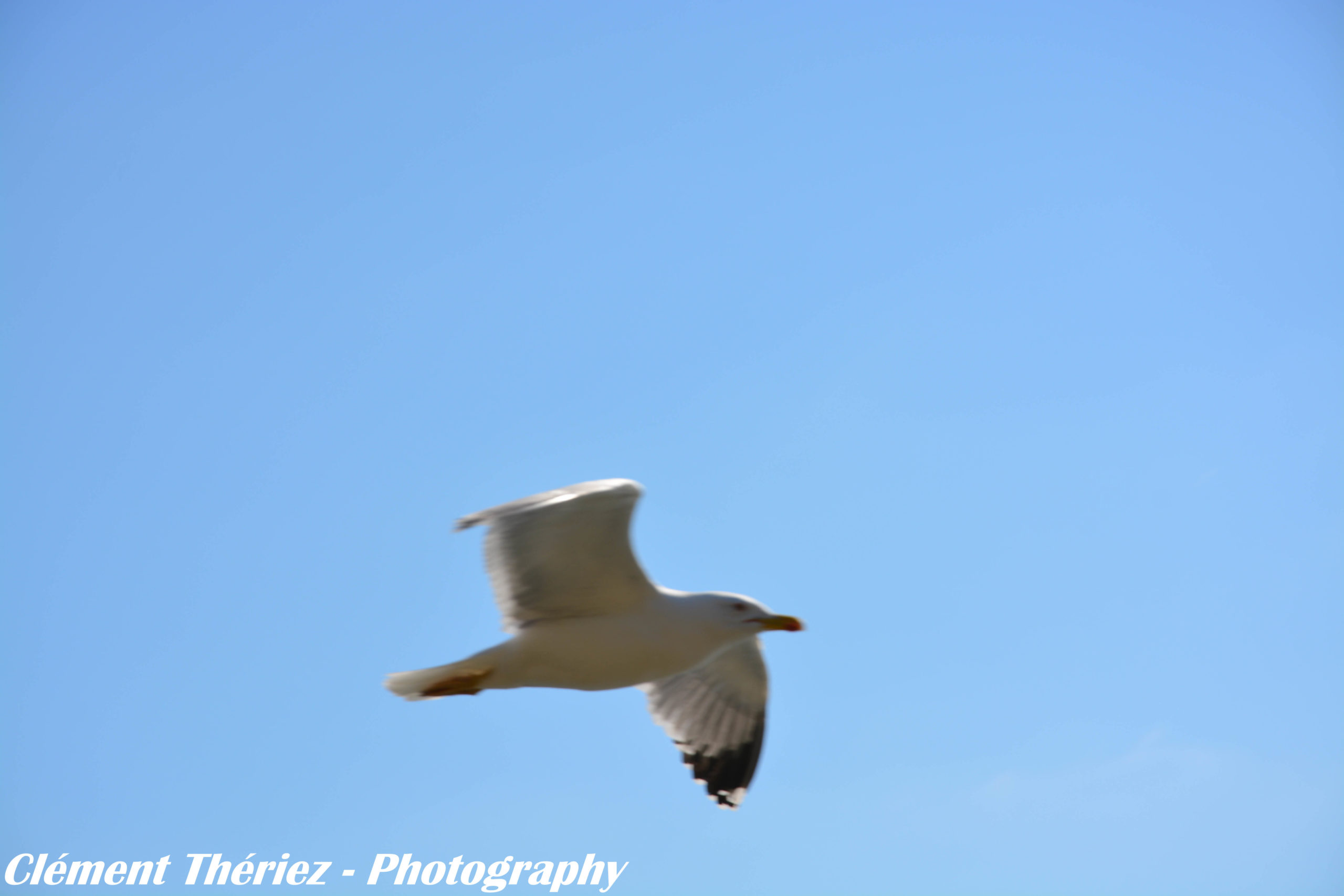 mouette