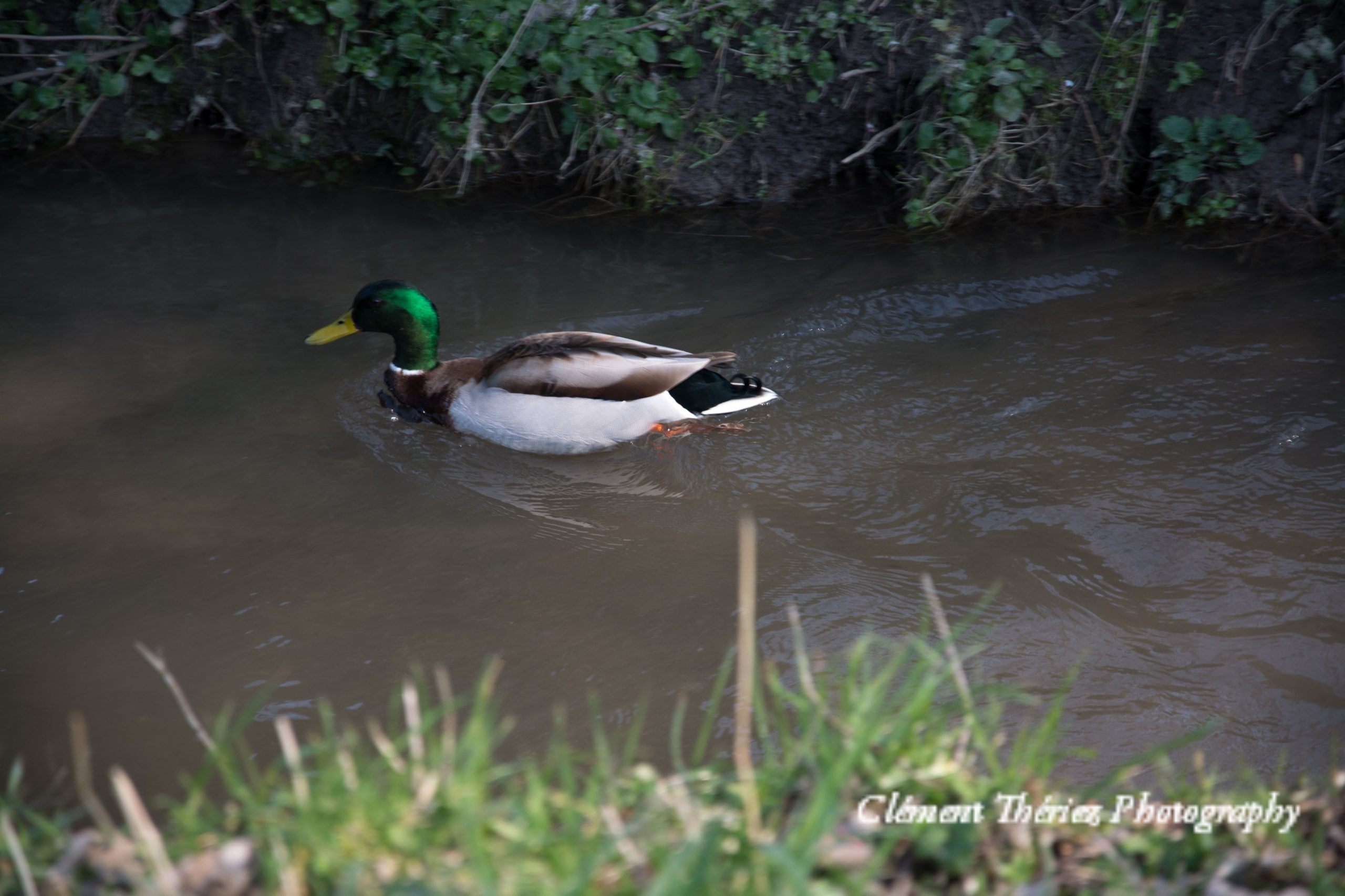 Canard Colvert