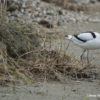 avocette élégante