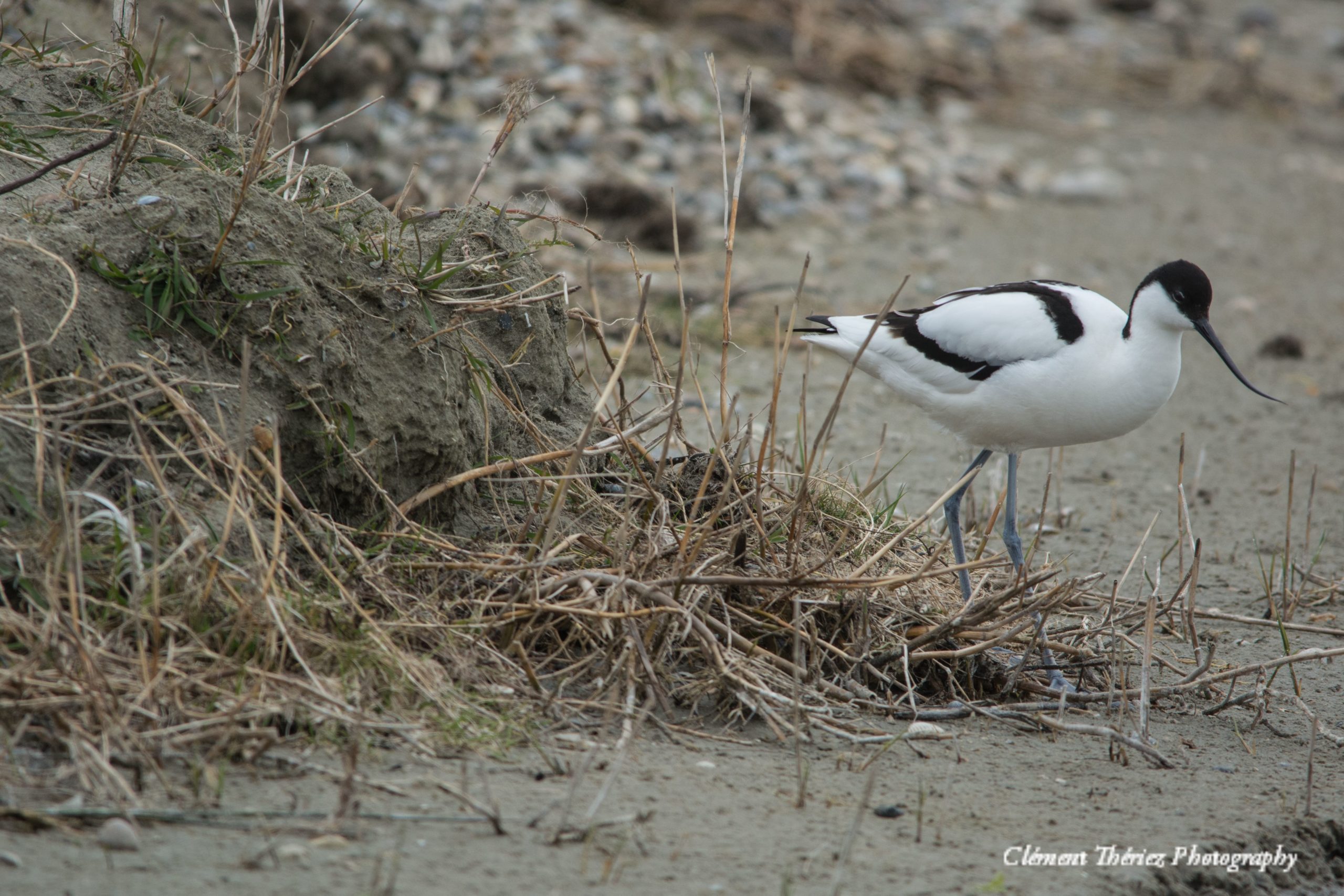 avocette élégante