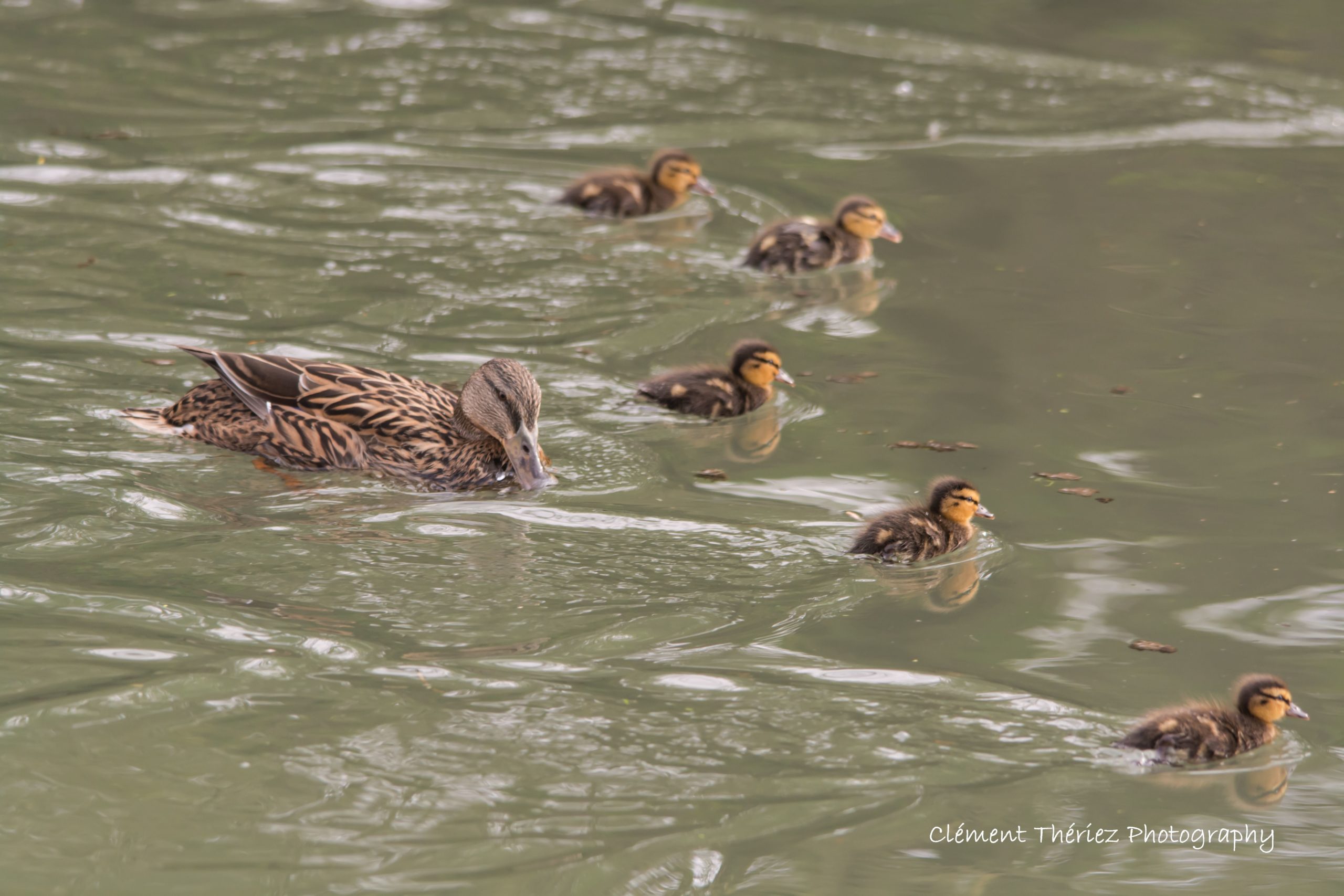 les canetons (colvert) et leur mère