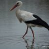 cigogne-3_1