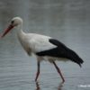 cigogne-4_1