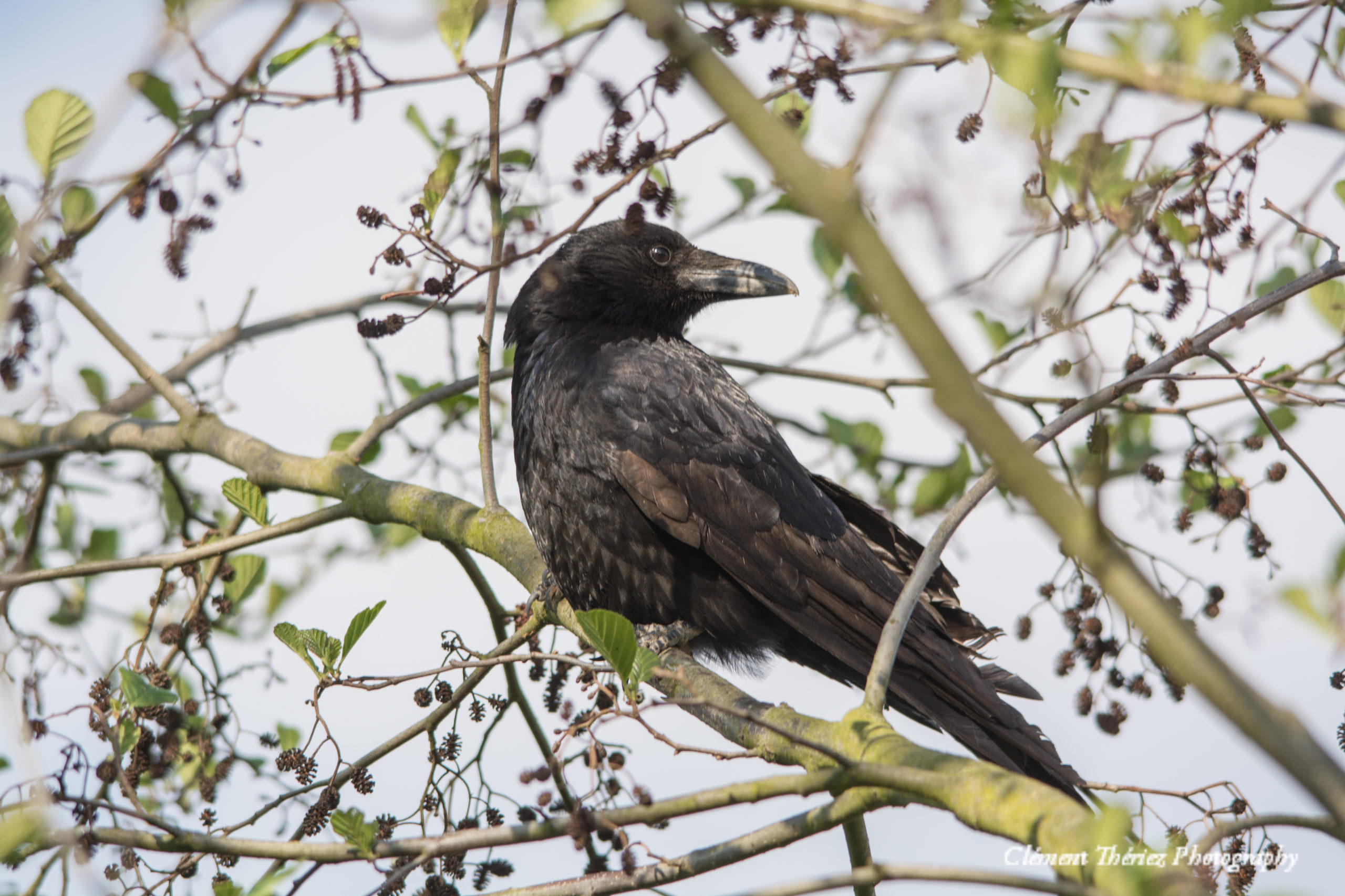 corbeau perché sur un arbre