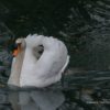 cygne