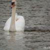cygne