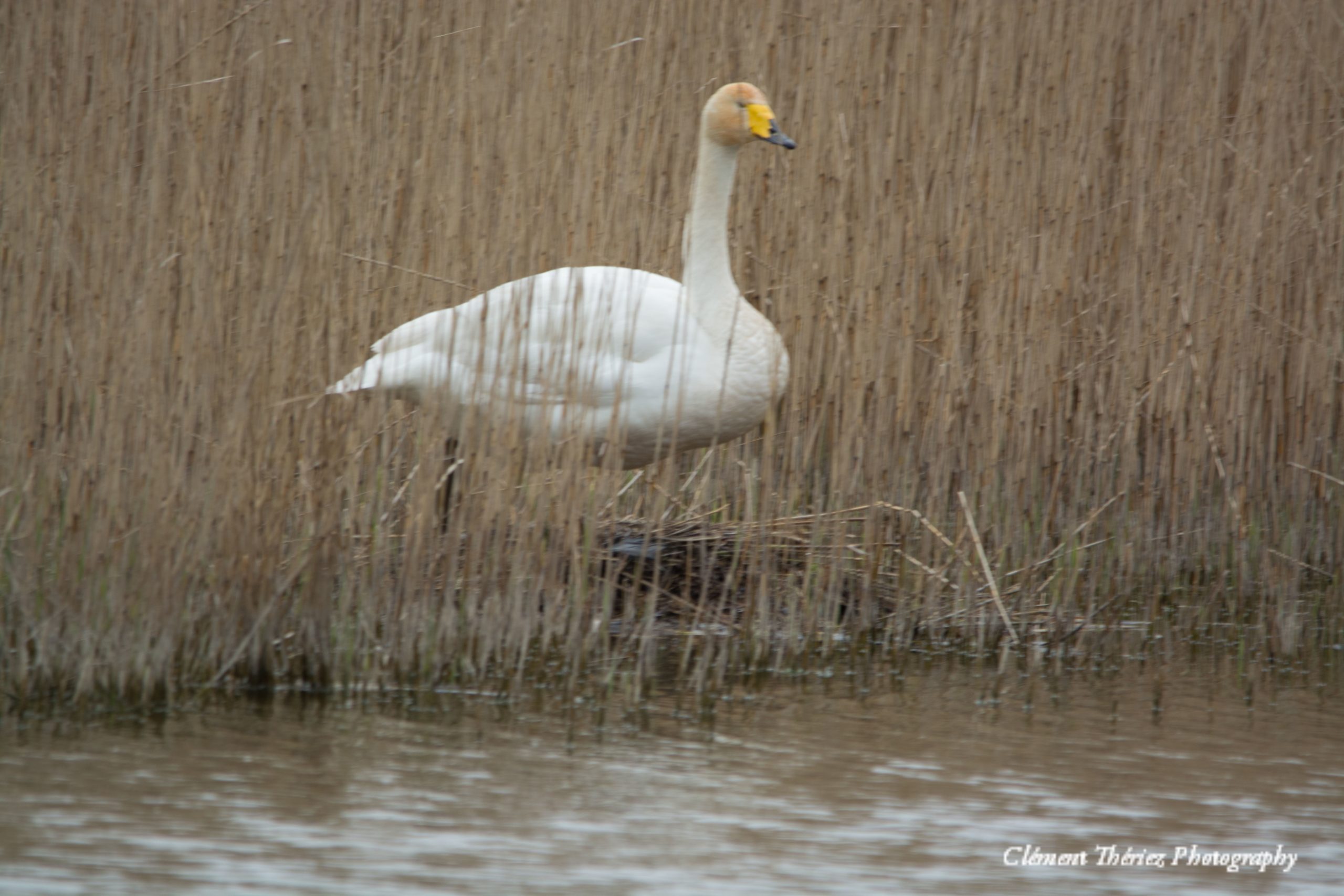 Cygne Chateur