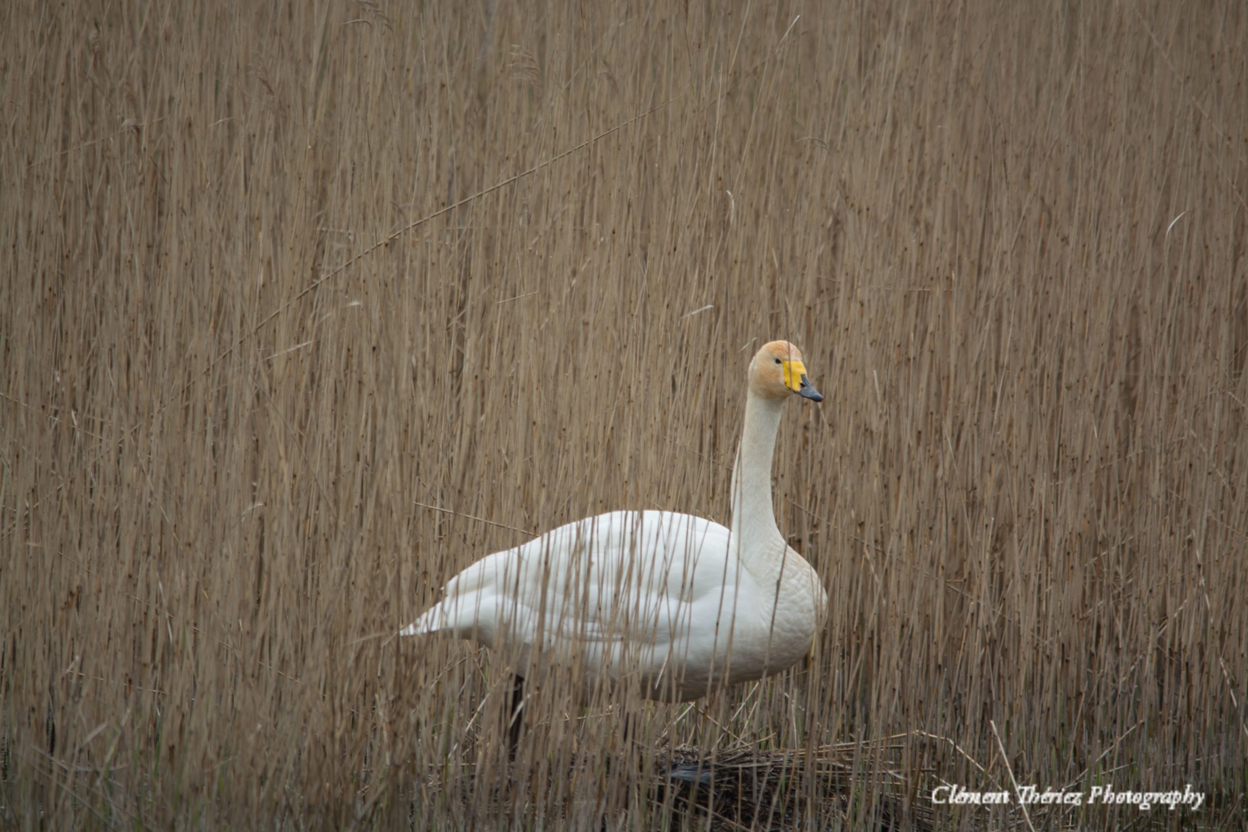 Cygne Chateur