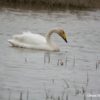 Cygne Chateur