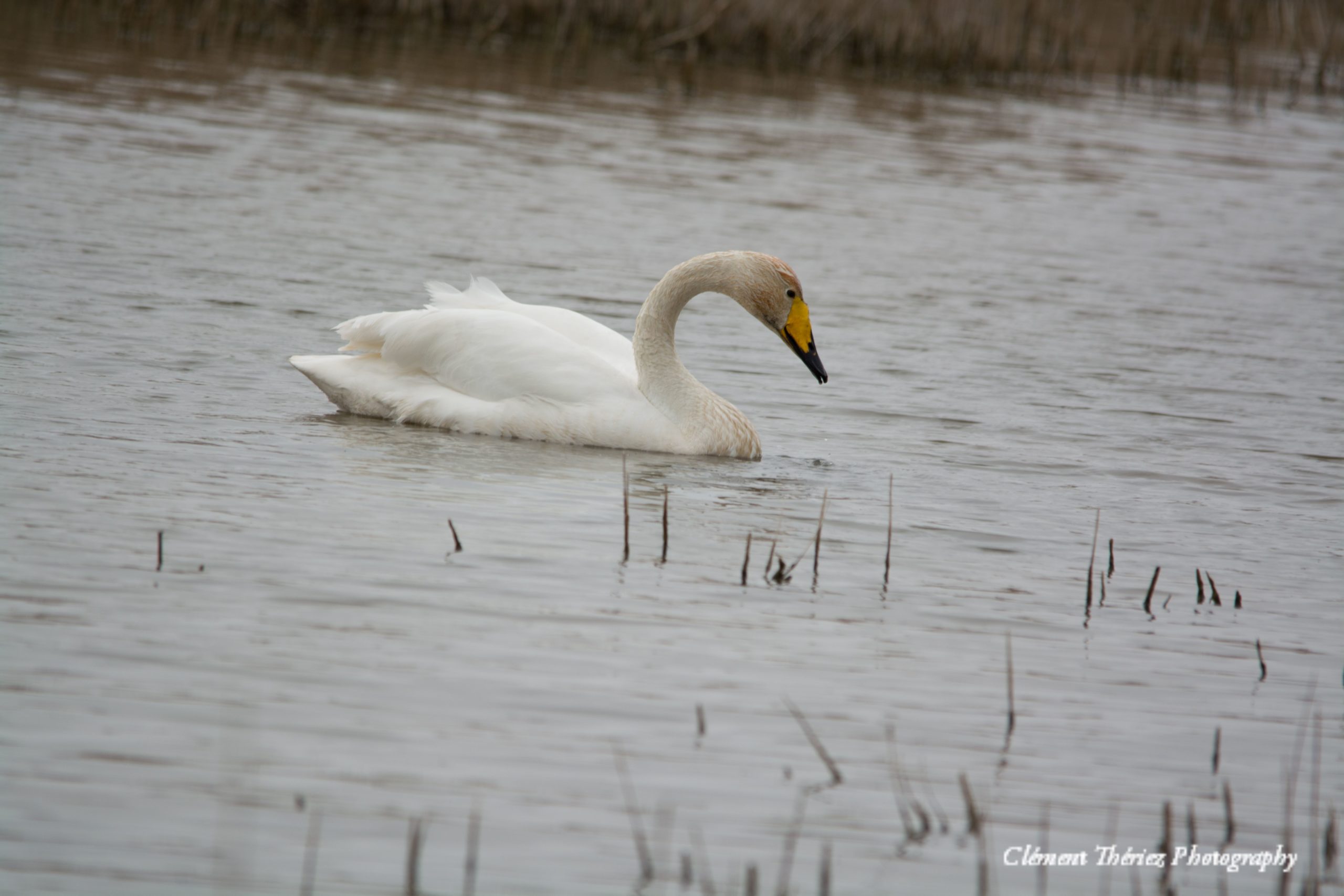 Cygne Chateur