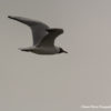mouette-2