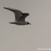 mouette rieuse en vol