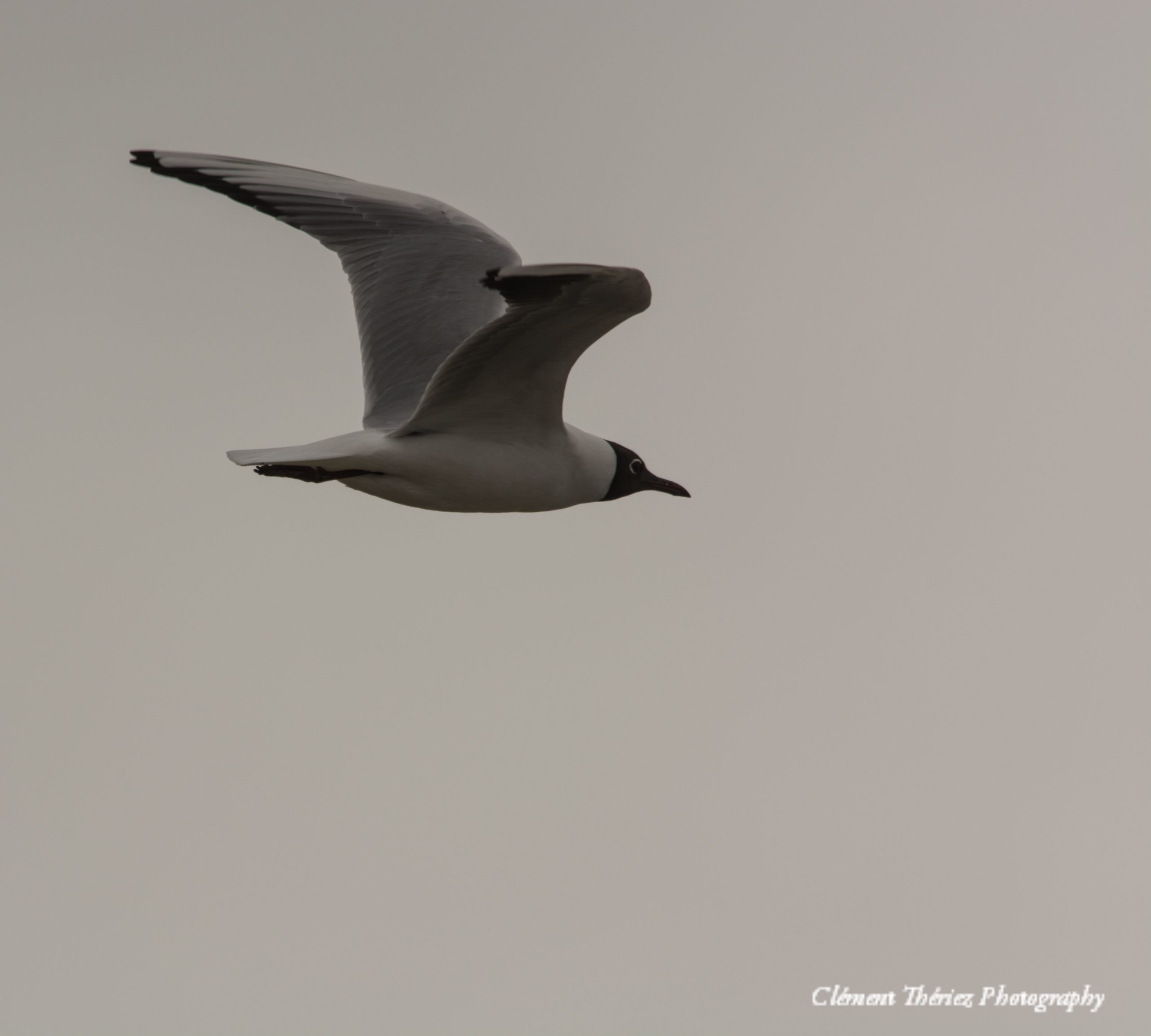 mouette rieuse en vol