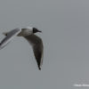 mouette rieuse en vol