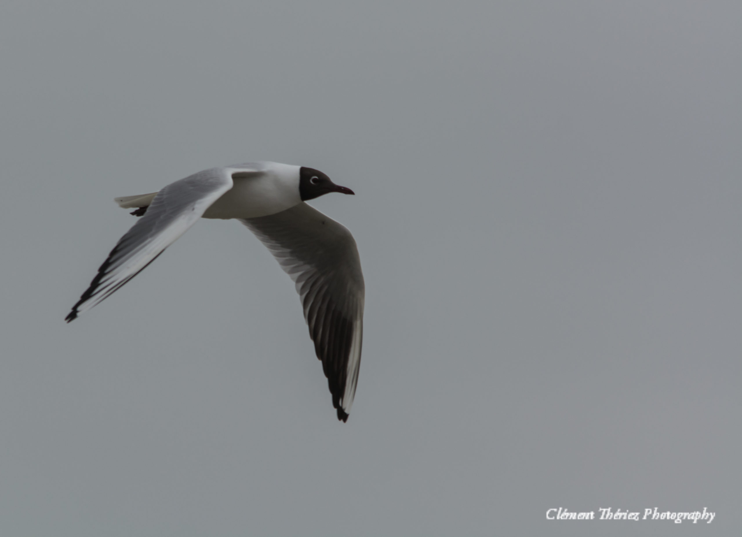 mouette rieuse en vol