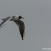 mouette rieuse en vol