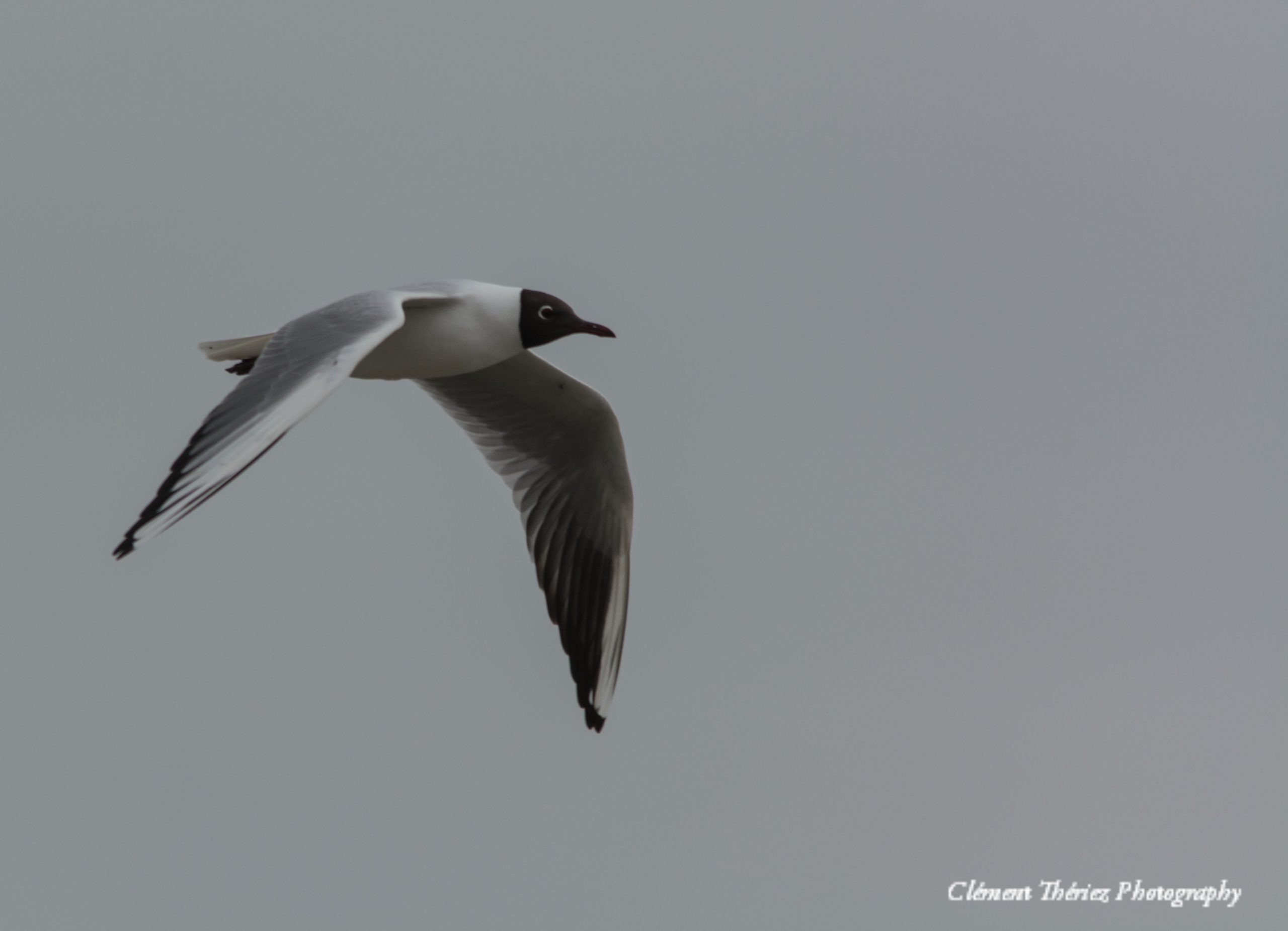 mouette rieuse en vol