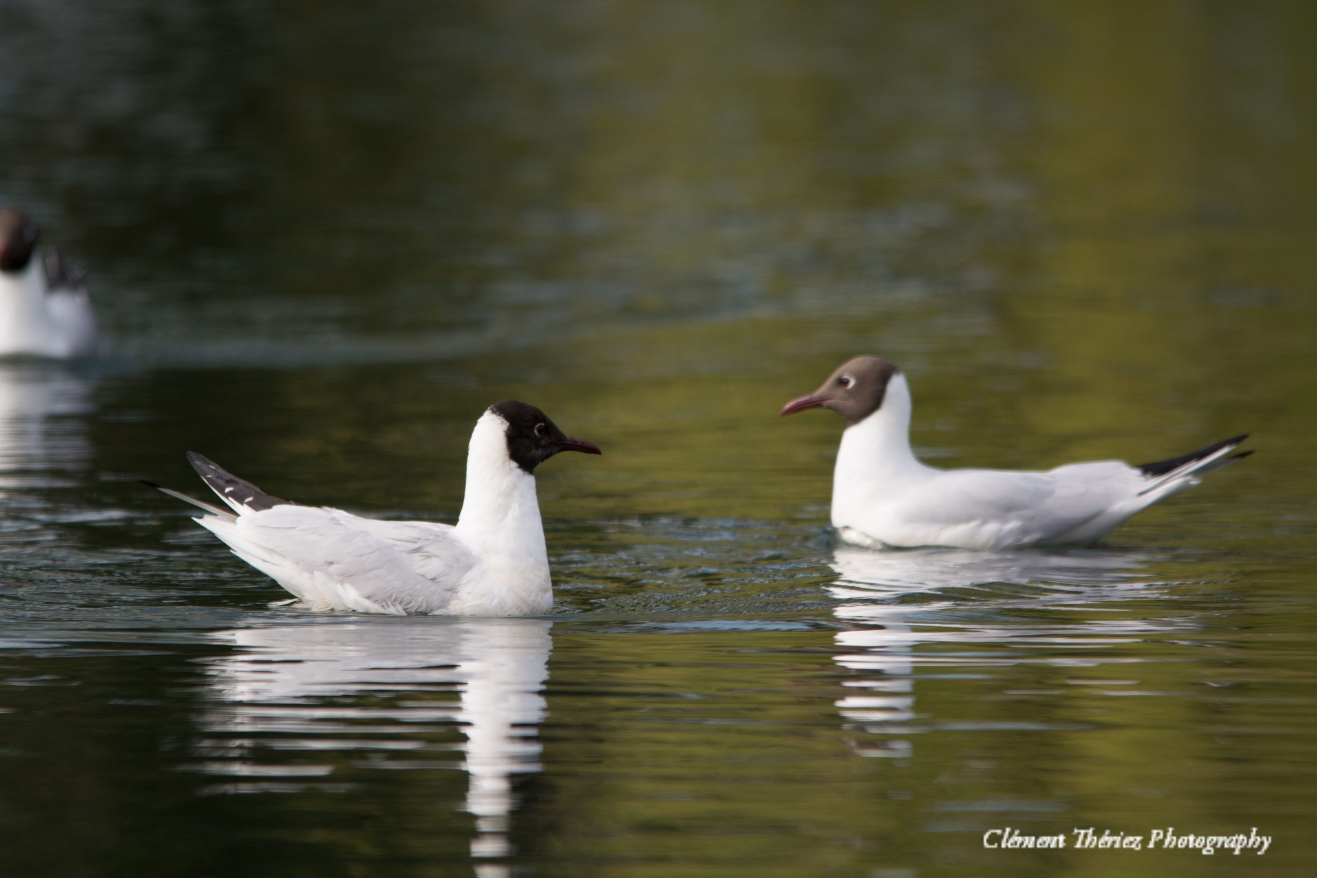 mouette rieuse