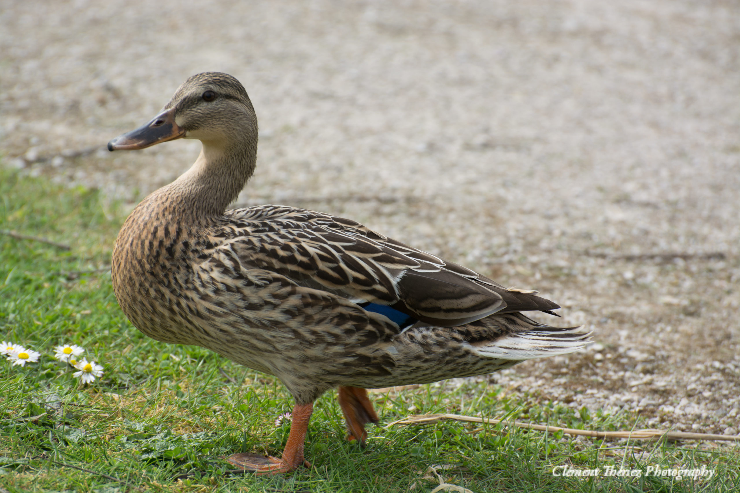 canard colvert femelle