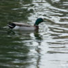 canard colvert