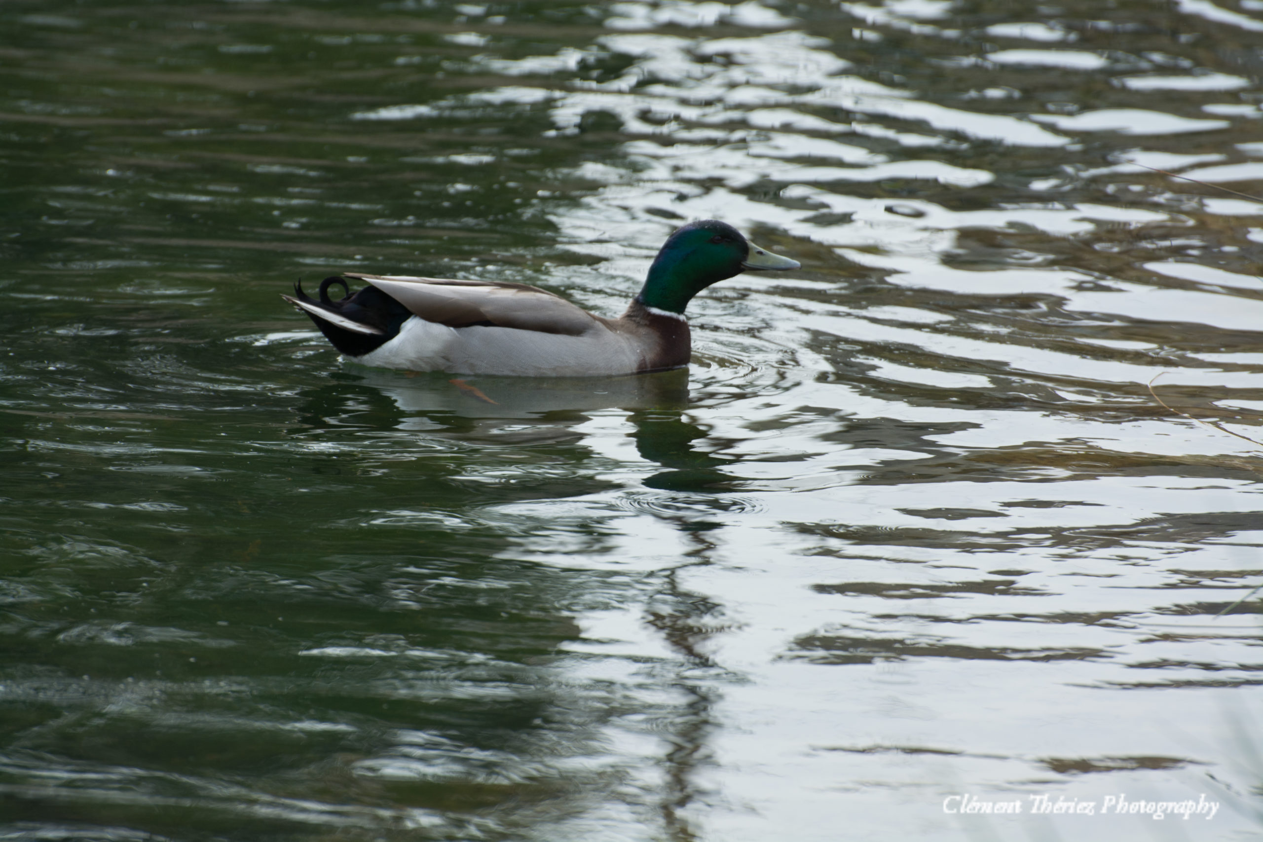 canard colvert