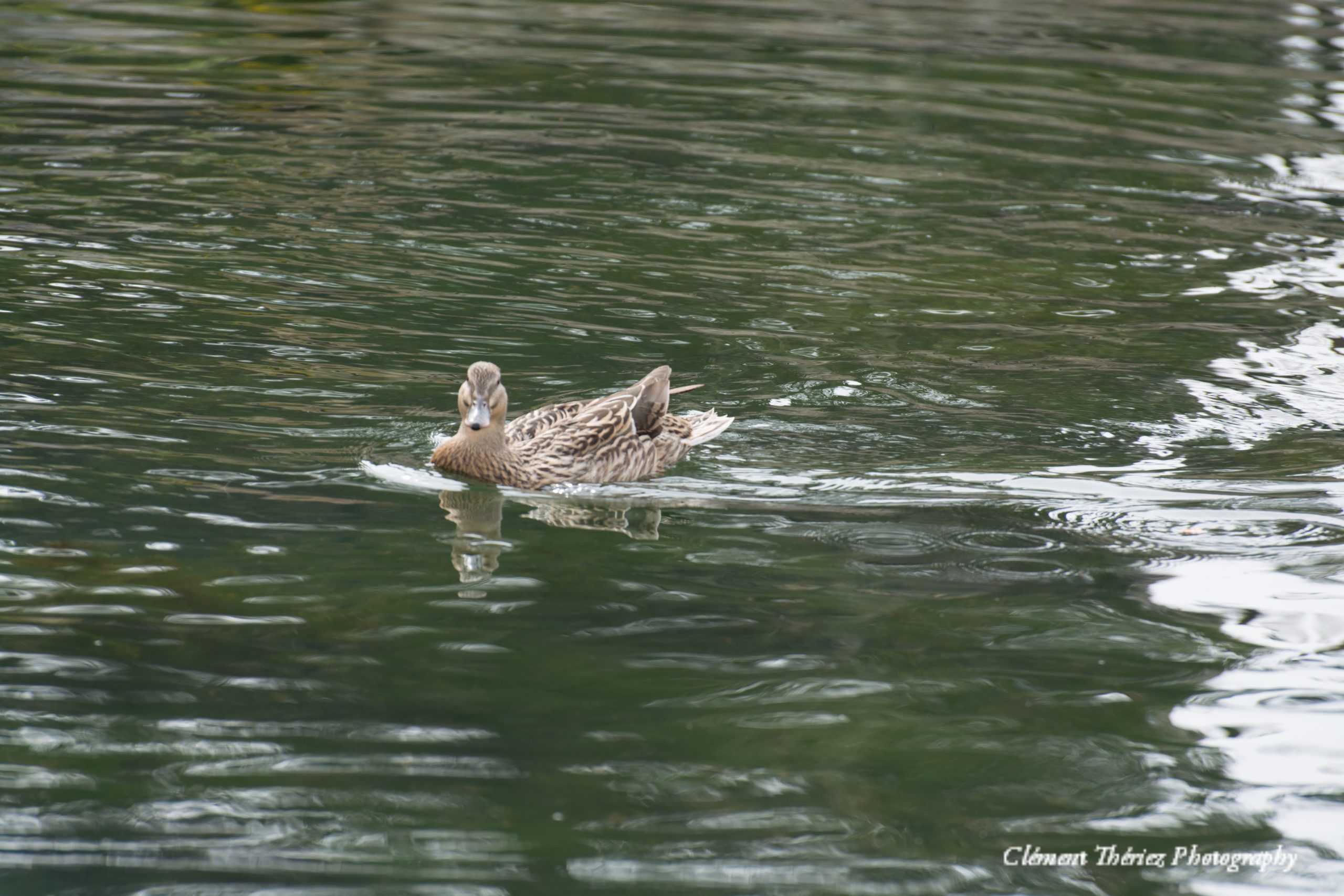 canard colvert femelle