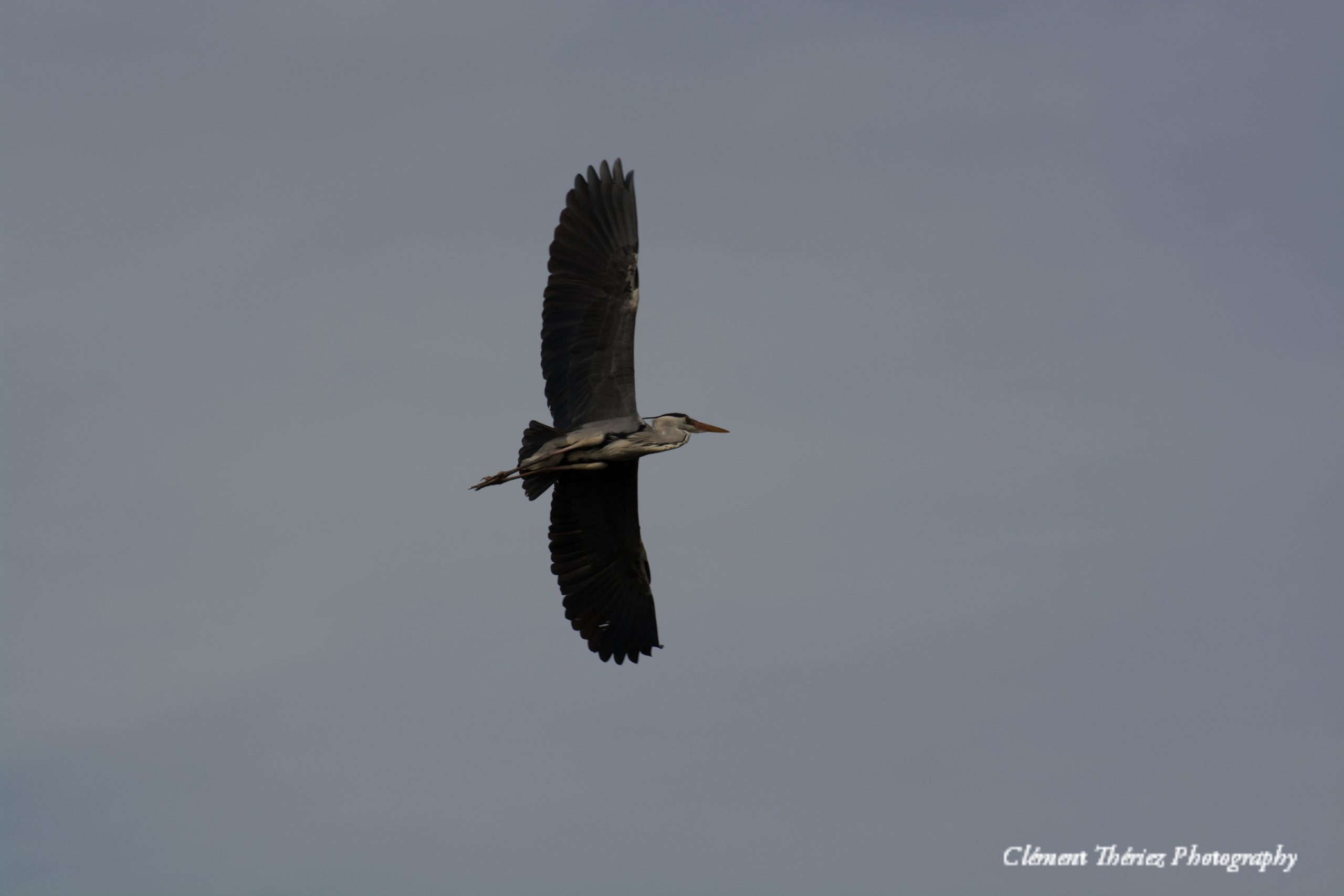 héron en vol