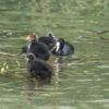 la mère et ses jeunes foulques