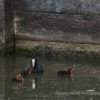 la mère et ses jeunes foulques