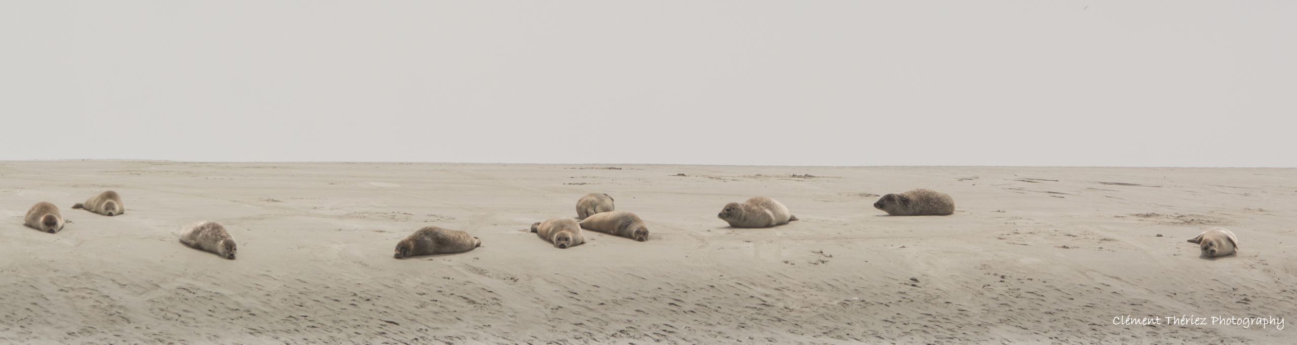 banc de veaux marrains