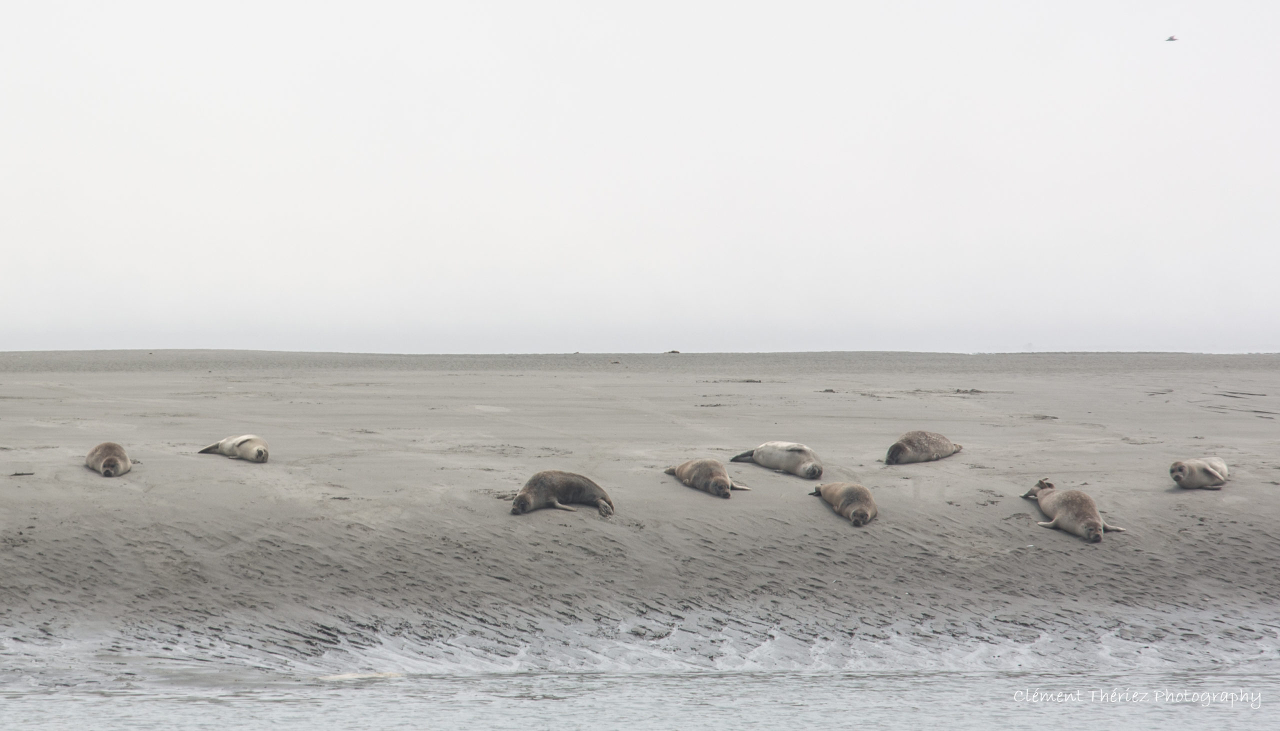 banc de phoques
