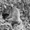 Singe à Gibraltar