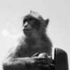 Singe à Gibraltar